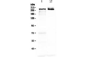 Image no. 1 for anti-Microtubule-Associated Protein 2 (MAP2) (AA 64-133) antibody (ABIN5693007)