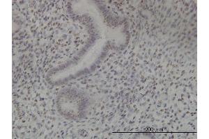 Image no. 5 for anti-NIMA (Never In Mitosis Gene A)-Related Kinase 11 (NEK11) (AA 1-482) antibody (ABIN566395)