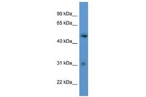 Image no. 1 for anti-Rhophilin Associated Tail Protein 1-Like (ROPN1L) (C-Term) antibody (ABIN926535)