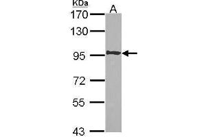 Image no. 2 for anti-Protein AF-10 (MLLT10) (C-Term) antibody (ABIN2856298)