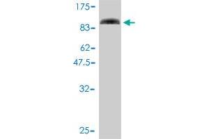 Image no. 1 for anti-SLU7 Splicing Factor Homolog (SLU7) (AA 1-586) antibody (ABIN564611)
