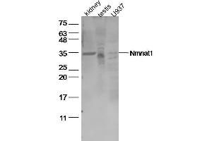 Image no. 1 for anti-Nicotinamide Nucleotide Adenylyltransferase 1 (NMNAT1) (AA 201-279) antibody (ABIN1387483)