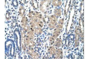 Image no. 1 for anti-Granzyme H (Cathepsin G-Like 2, Protein H-CCPX) (GZMH) (N-Term) antibody (ABIN203444)