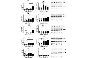 Image no. 7 for anti-HRas proto-oncogene, GTPase (HRAS) (C-Term) antibody (ABIN2857002)