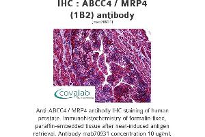 Image no. 2 for anti-ATP-Binding Cassette, Sub-Family C (CFTR/MRP), Member 4 (ABCC4) (AA 1-110) antibody (ABIN1723780)