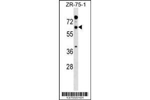 Image no. 1 for anti-Reticulon 2 (RTN2) (AA 109-138), (N-Term) antibody (ABIN1538959)