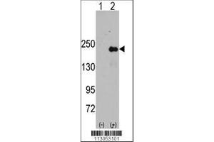 Image no. 1 for anti-Sperm Associated Antigen 9 (SPAG9) (AA 603-632) antibody (ABIN391447)
