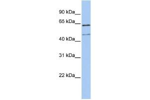 Image no. 1 for anti-Lysosomal-Associated Membrane Protein 3 (LAMP3) (N-Term) antibody (ABIN2776900)