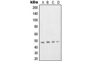 Image no. 1 for anti-Transcription Factor Dp-2 (E2F Dimerization Partner 2) (TFDP2) (Center) antibody (ABIN2706055)