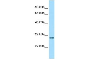 anti-Abhydrolase Domain Containing 14A (ABHD14A) (Middle Region) antibody