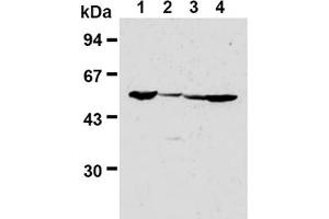 Image no. 2 for anti-Fizzy/cell Division Cycle 20 Related 1 (FZR1) antibody (ABIN487309)