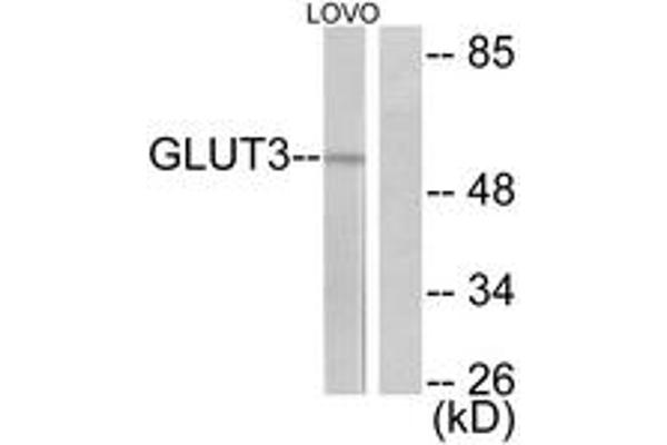anti-Solute Carrier Family 2 (Facilitated Glucose Transporter), Member 3 (SLC2A3) (AA 447-496) antibody