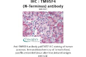 Image no. 1 for anti-Transmembrane 9 Superfamily Protein Member 4 (TM9SF4) (N-Term) antibody (ABIN1740144)