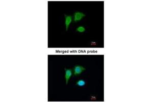 Image no. 2 for anti-Mitochondrial Ribosomal Protein L41 (MRPL41) (full length) antibody (ABIN2856834)