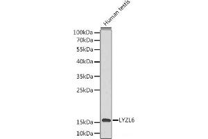 Western blot analysis of extracts of Human testis using LYZL6 Polyclonal Antibody.