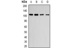 Image no. 1 for anti-Dipeptidyl-Peptidase 8 (DPP8) (full length) antibody (ABIN6005568)
