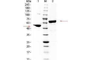 SDS-PAGE (SDS) image for Albumin (ALB) protein (ABIN5624625)