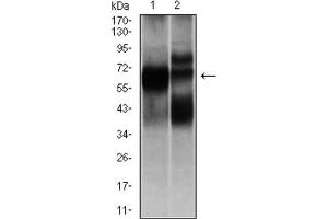 Image no. 4 for anti-Hexosaminidase A (HEXA) antibody (ABIN1846273)