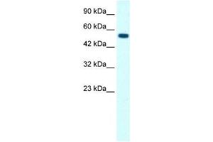Image no. 1 for anti-Glycine Receptor, alpha 1 (GLRA1) (Middle Region) antibody (ABIN926956)