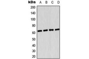 Western blot analysis of AMPK alpha 1 (pS496) expression in HUVEC UV-treated (A), HeLa (B), SP2/0 (C), PC12 (D) whole cell lysates.