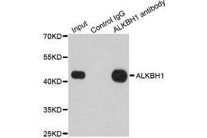 Image no. 2 for anti-AlkB, Alkylation Repair Homolog 1 (ALKBH1) antibody (ABIN6570304)