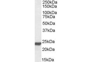 Image no. 1 for anti-High Mobility Group Box 3 (HMGB3) (Internal Region) antibody (ABIN343745)
