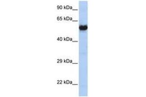 Image no. 1 for anti-Cholinergic Receptor, Nicotinic, gamma (CHRNG) (AA 36-85) antibody (ABIN6741494)