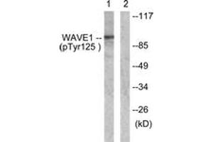 Western blot analysis of extracts from NIH-3T3 cells treated with Insulin 0.