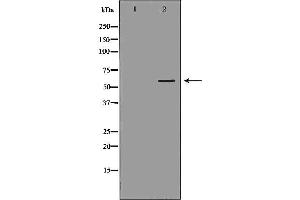 Image no. 1 for anti-UDP Glucuronosyltransferase 1 Family, Polypeptide A4 (UGT1A4) antibody (ABIN6265875)