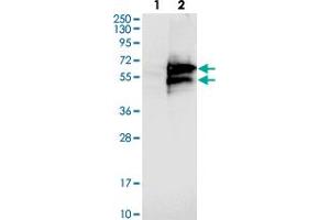 Image no. 1 for anti-Caspase Activity and Apoptosis Inhibitor 1 (CAAP1) antibody (ABIN5573525)