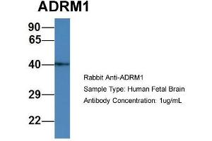 Image no. 2 for anti-Adhesion Regulating Molecule 1 (Adrm1) (C-Term) antibody (ABIN2788040)