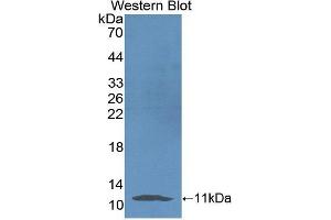 Image no. 1 for anti-Neuregulin 4 (NRG4) (AA 1-62) antibody (ABIN1869543)