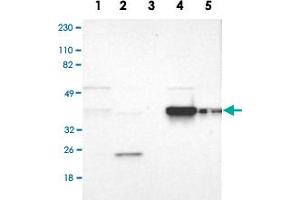 Image no. 2 for anti-Family with Sequence Similarity 50, Member A (FAM50A) antibody (ABIN5577843)