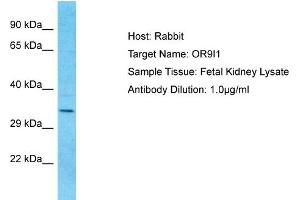 Image no. 1 for anti-Olfactory Receptor, Family 9, Subfamily I, Member 1 (OR9I1) (C-Term) antibody (ABIN2791798)