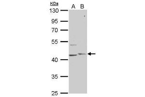 Image no. 1 for anti-phosphorylase Kinase, gamma 1 (Muscle) (PHKG1) (Center) antibody (ABIN2855749)