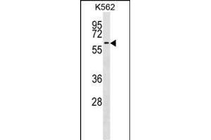 F9 Antibody (Center) (ABIN1538212 and ABIN2848631) western blot analysis in K562 cell line lysates (35 μg/lane).