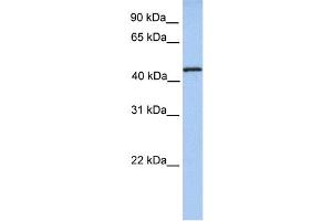 Image no. 1 for anti-tRNA Methyltransferase 11 Homolog (Trmt11) (N-Term) antibody (ABIN2783405)