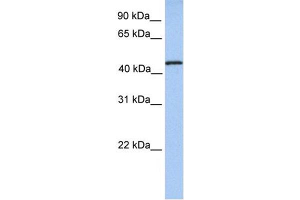 anti-tRNA Methyltransferase 11 Homolog (Trmt11) (N-Term) antibody