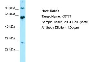 Image no. 1 for anti-Keratin 71 (KRT71) (Middle Region) antibody (ABIN2774427)