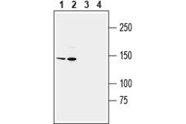 anti-Transient Receptor Potential Cation Channel, Subfamily M, Member 2 (TRPM2) (3rd Extracellular Loop), (AA 999-1012) antibody