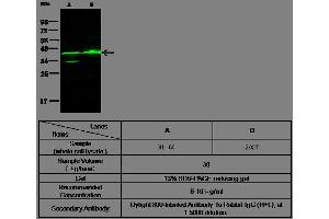 Image no. 1 for anti-Carbonic Anhydrase X (CA10) (AA 1-300) antibody (ABIN2001379)