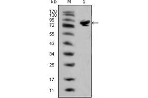 Image no. 1 for anti-ISL LIM Homeobox 1 (ISL1) antibody (ABIN1107887)