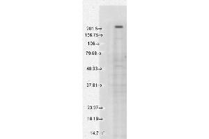 Image no. 3 for anti-Transient Receptor Potential Cation Channel, Subfamily M, Member 7 (TRPM7) (AA 1817-1863) antibody (HRP) (ABIN2483116)