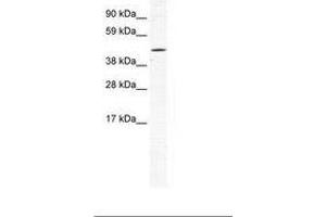 Image no. 1 for anti-Tetratricopeptide Repeat Domain 19 (TTC19) (AA 44-93) antibody (ABIN202317)