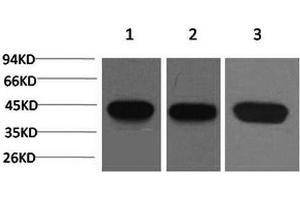 Western Blot analysis of 1) Hela, 2) 3T3, 3) Rat brain with ACTA2 Monoclonal Antibody.