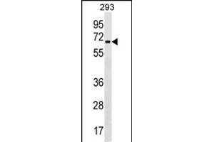 ZN Antibody (Center) (ABIN1538143 and ABIN2849917) western blot analysis in 293 cell line lysates (35 μg/lane).