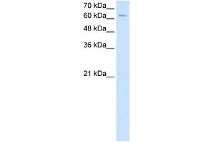 Image no. 3 for anti-Nuclear Receptor Subfamily 2, Group C, Member 2 (NR2C2) (C-Term) antibody (ABIN630120)