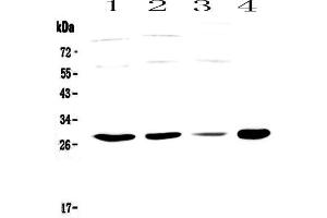 Image no. 1 for anti-Apolipoprotein B mRNA Editing Enzyme, Catalytic Polypeptide-Like 3A (APOBEC3A) (AA 1-63) antibody (ABIN5693063)