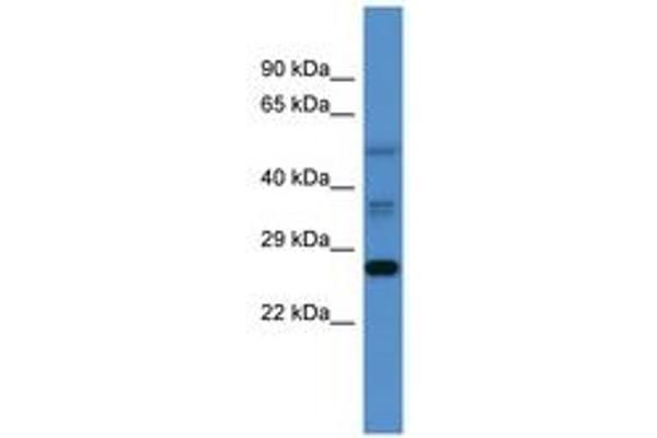 anti-COMM Domain Containing 2 (COMMD2) (AA 72-121) antibody