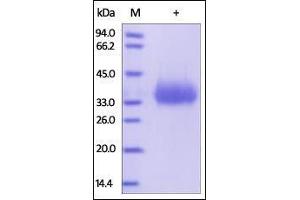 Image no. 2 for CD2 (CD2) (AA 25-209) (Active) protein (His tag) (ABIN2180720)